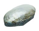 Box With Shells 22x13x6cm