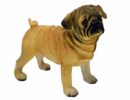 Dog Pug Standing
