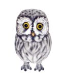 Owl Black And White