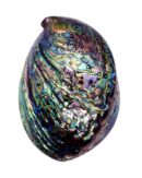 Abalone Shell