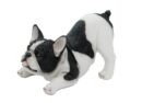 Dog Pug Black And White