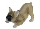 Dog Pug Brown