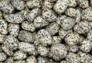 Tumblestone Dalmatian Jasper