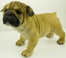 Dog Pug Standing